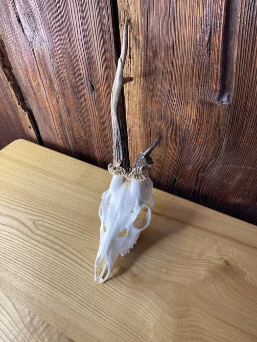 Trofeum kozła kozioł koziołek czaszka myłkus poroże jeleń łoś nr 14