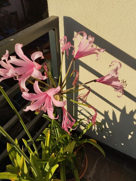 Nerine bowdeni duża donica