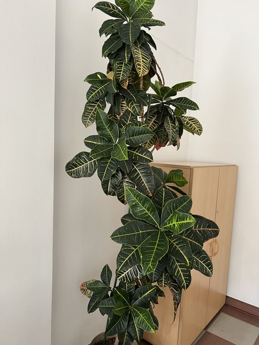 Kroton Petra  Trójskrzyn  Codiaeum variegatum duży