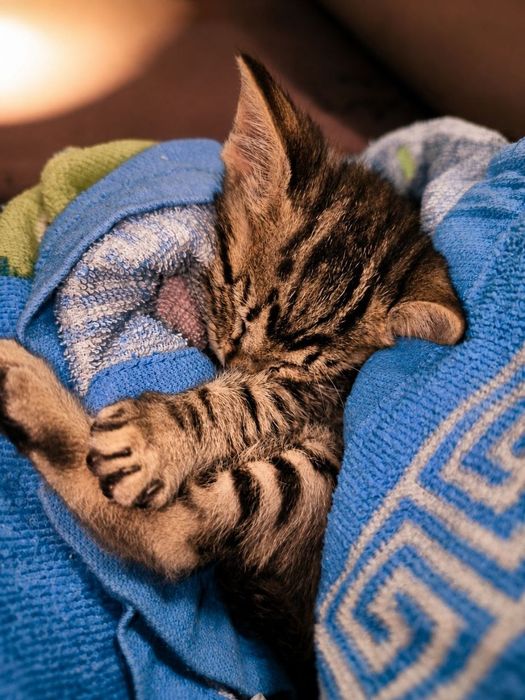 Кошеня в добру родину