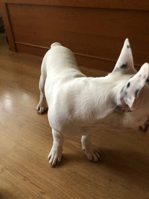 Buldog francuski na sprzedaż