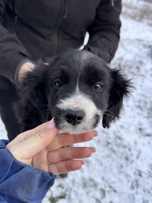 Отдам в хорошие руки щенков,метис спаниеля