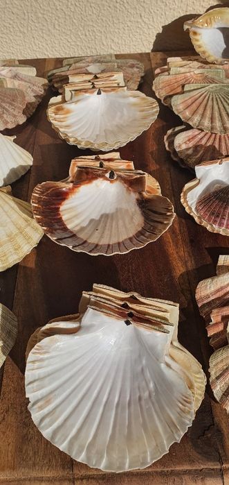 Conchas decorativas