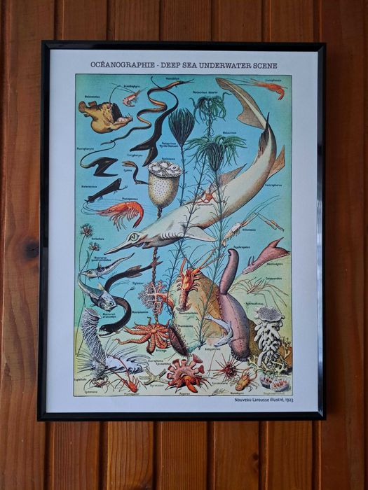 Plakat w ramce Atlas Zwierząt - ryby