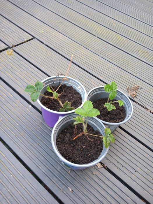 Sadzonka poziomki