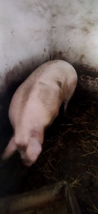 Продам свиню  м'ясної породи на м'ясо