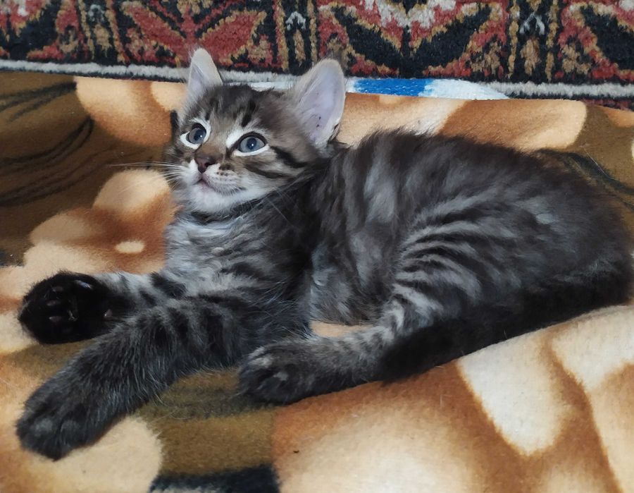 Котята красавчики Бесплатно Найгарніші кошенята Безкоштовно