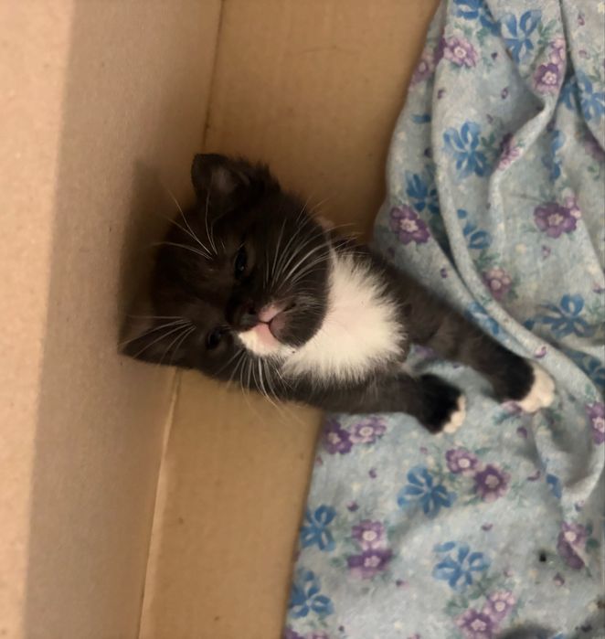 Котята маленькие