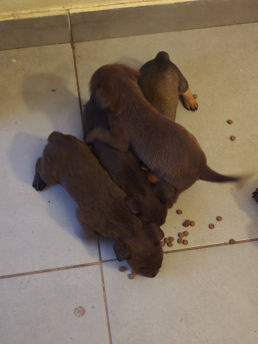 Cãezinhos para adoção responsável