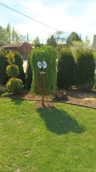 Wycinka, koszenie, przycinanie Tuji/żywopłotu