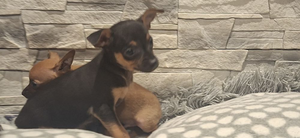 Pinczer miniaturowy z metryką