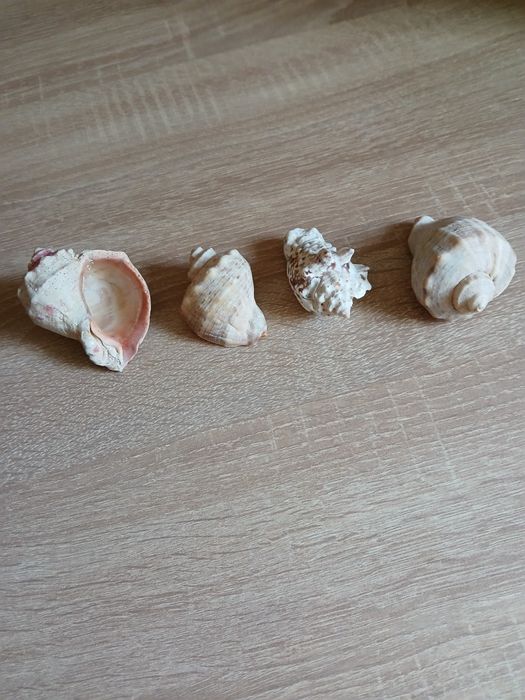 Ракушки и изделия из ракушек.