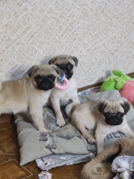 Щенки мопса ищут семью