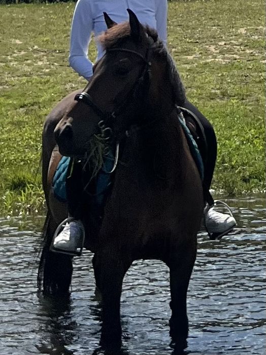 Na sprzedaż klacz rasy huculskiej