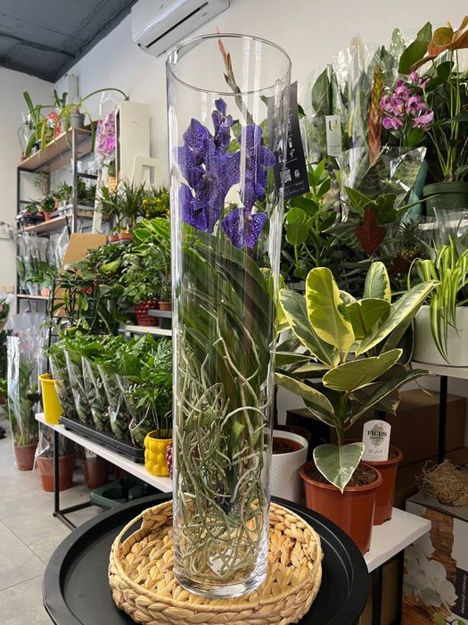 Ванда орхідея, Vanda