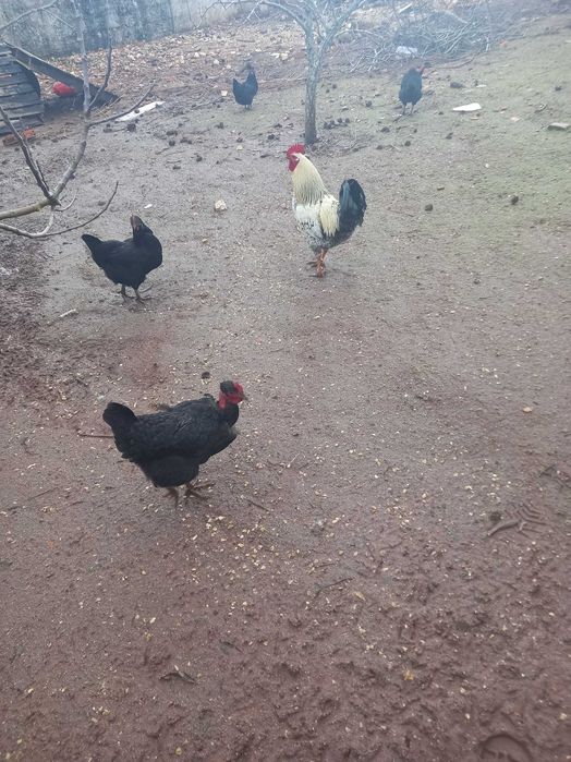 Ovos caseiros - ar livre