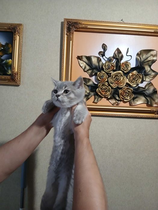 Британский прямоухий мальчик