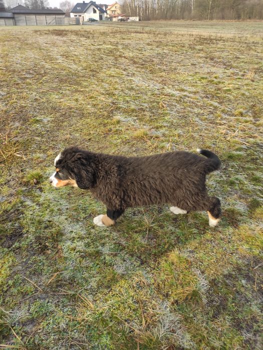 Berneński pies pasterski berneńskie z metryką i czipem