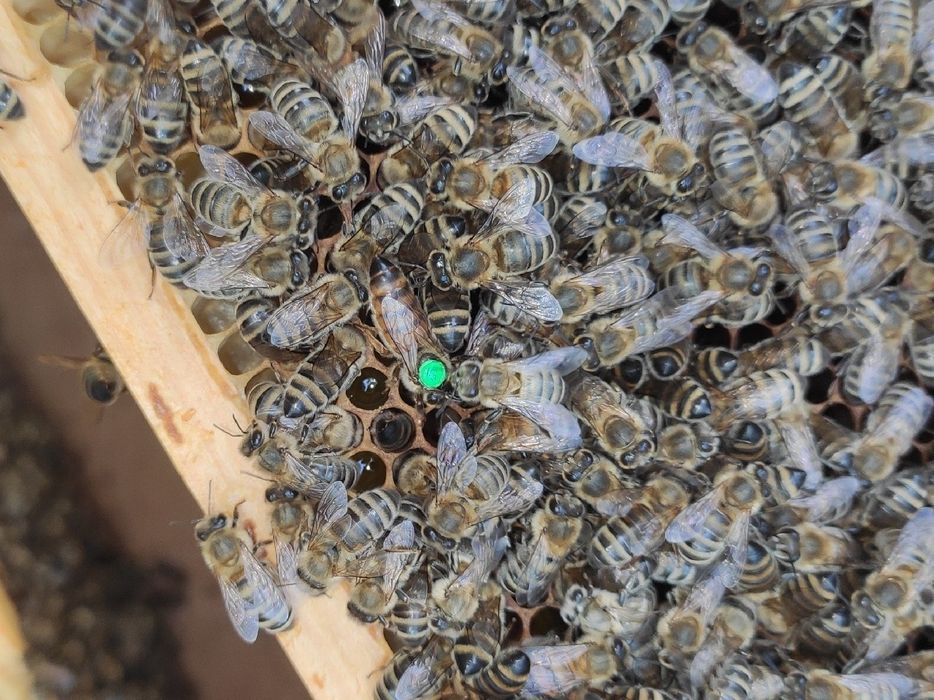 Buckfast Primorski 5+1 matki pszczele Pasieka Wolinia
25
 zł