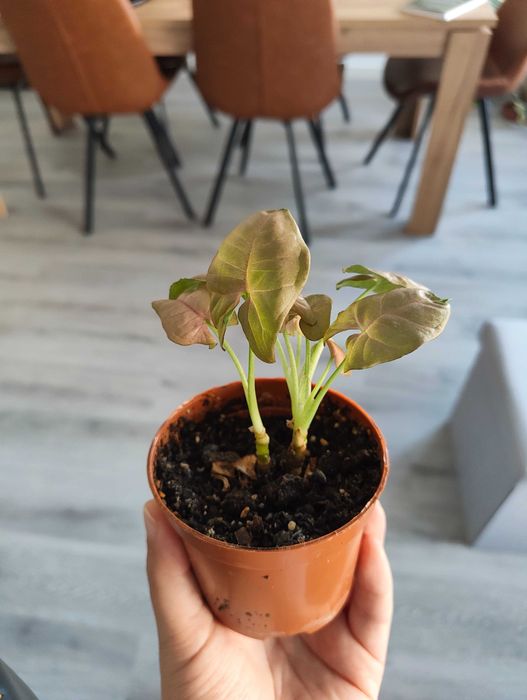 Syngonium cor de rosa - 'Neon Robusta'