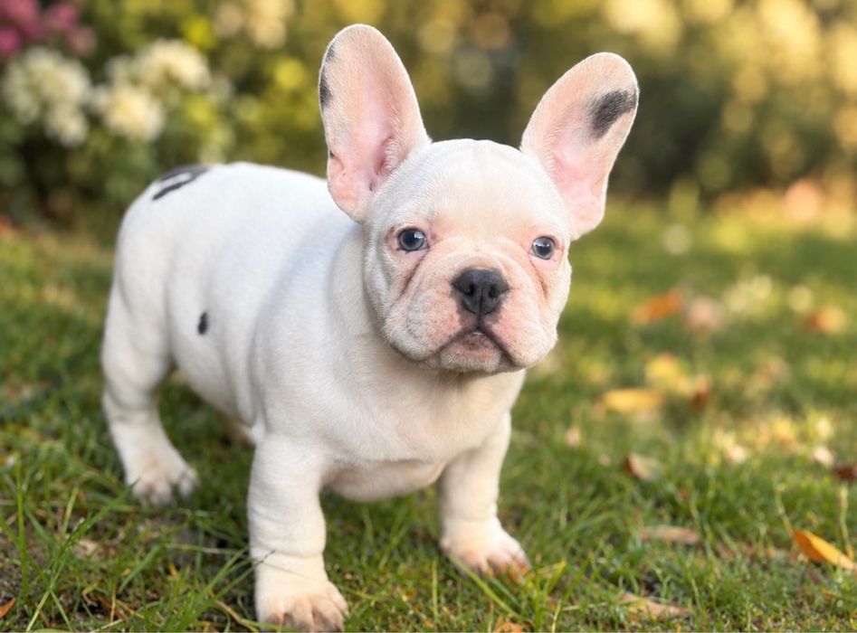 Buldog francuski samiec z rodowodem