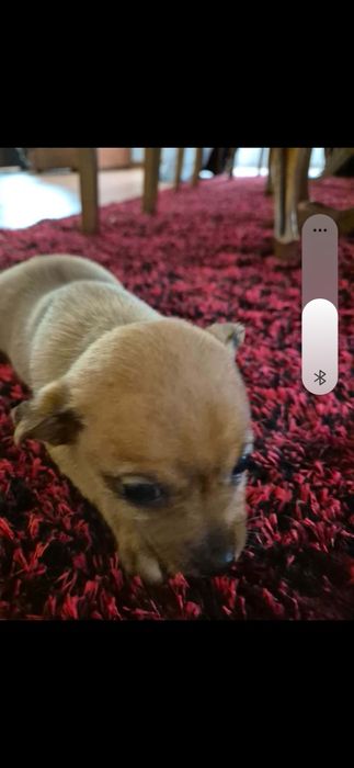 Pincher o seu animal de estimação