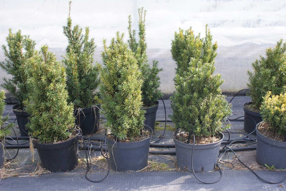 Cis 'Hicksi' krzew iglasty w doniczce 3 L