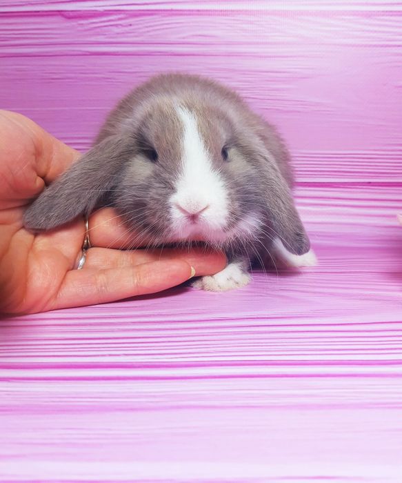 Карликовий міні кролик,мини веслоухие баранчики, крольчата