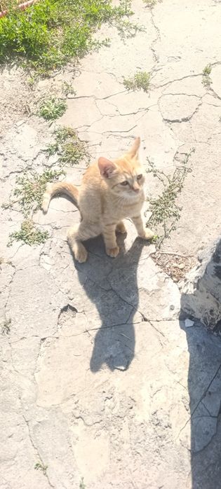 Віддам котенят в гарні руки