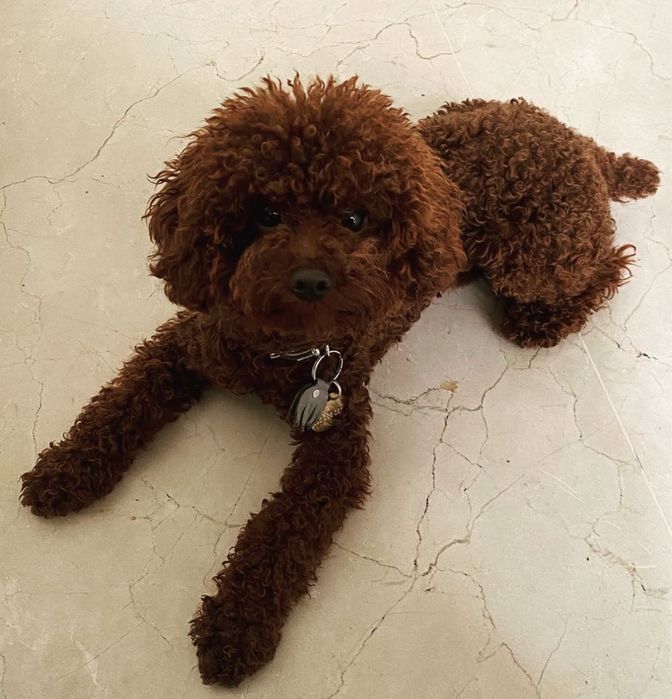 Pudel toy reproduktor