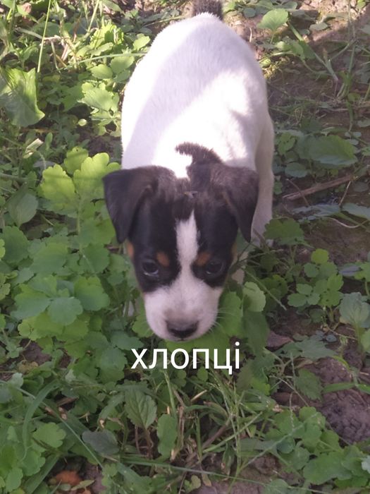 Джек Рассел тер'єр