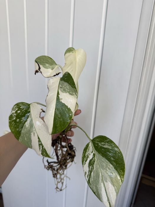 Монстера Альба Variegata