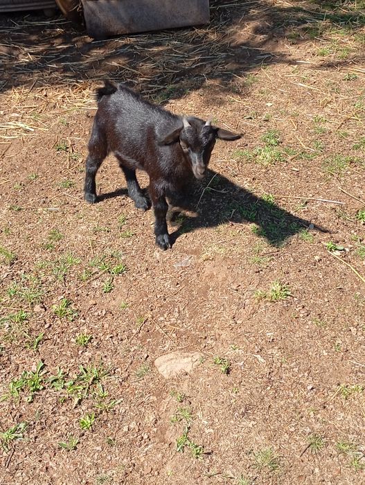 Chivinho anão 2 meses