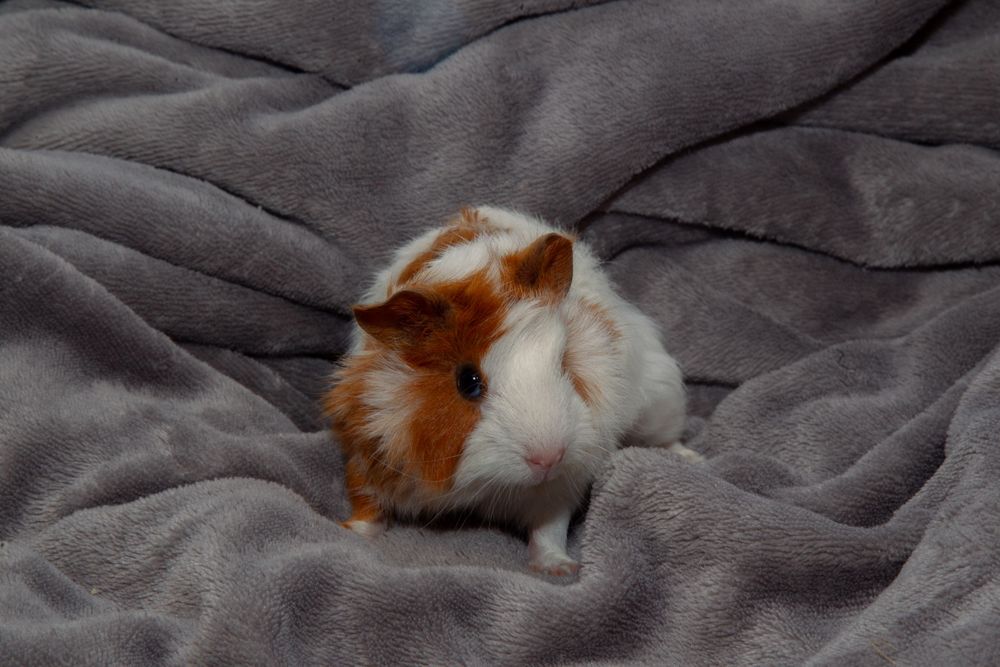 świnka morska cavia domowa  SAMIEC