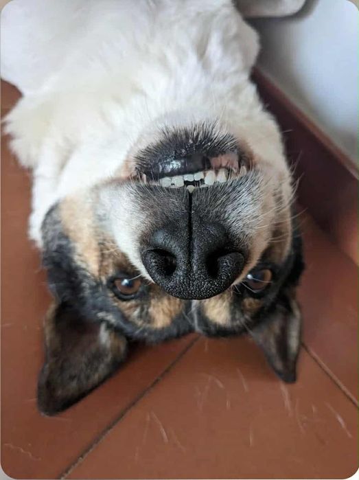 Caozinho para adopção responsável