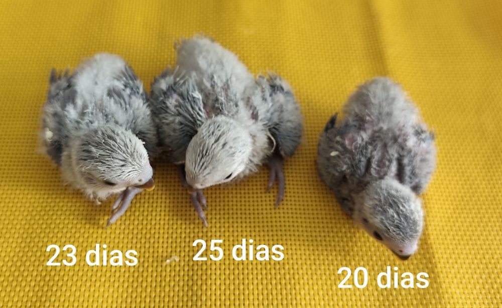 Agarponis criados á mão