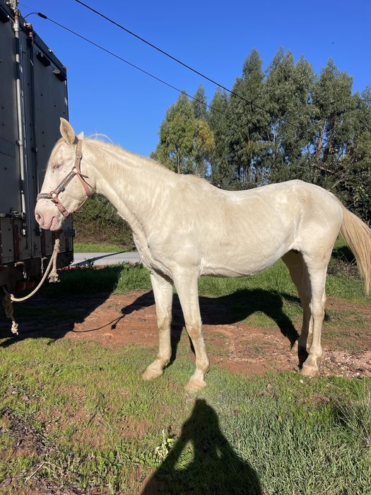 Égua isabel muito bem engatada