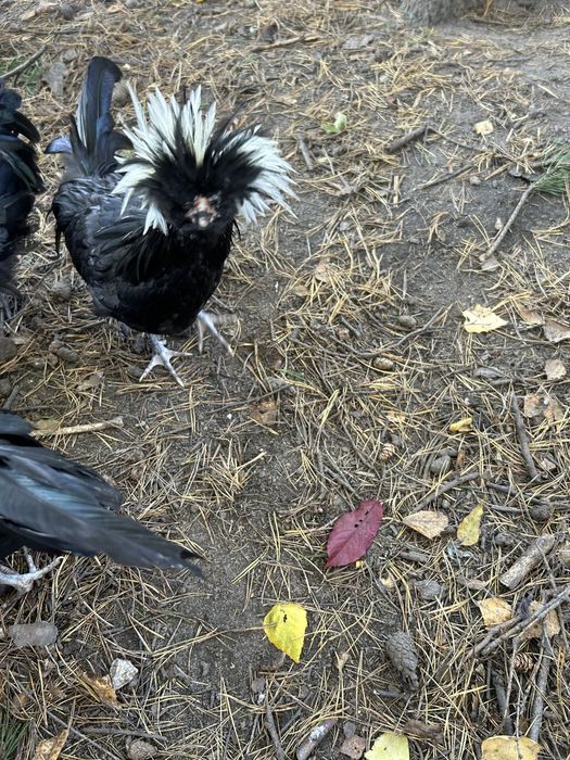 czubatka kogut mlody z lata 2025