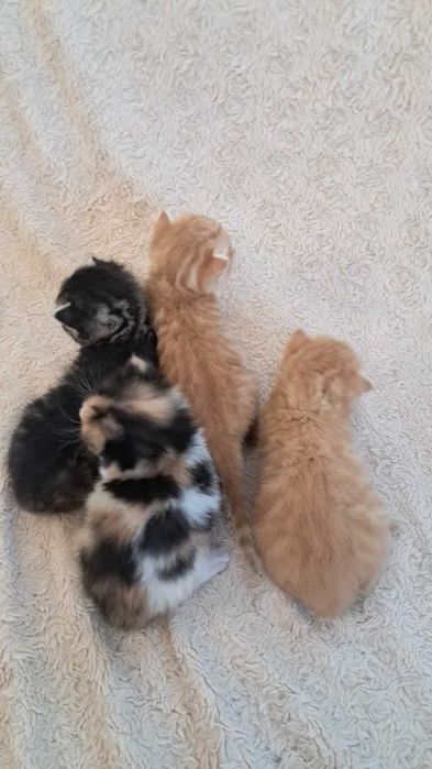 [Wszystkie są zarezerwowane]Piękne kocięta szukają domu