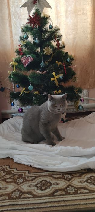 Британський кіт для в’язки