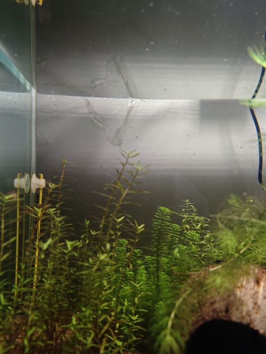 Razbora galaxy , Microrasbora sp. Galaxy, Danio margaritatus