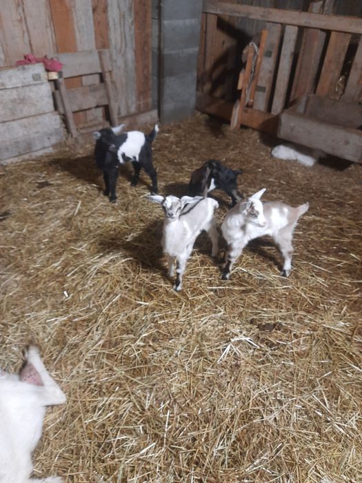 Kózki I capki z tego roku