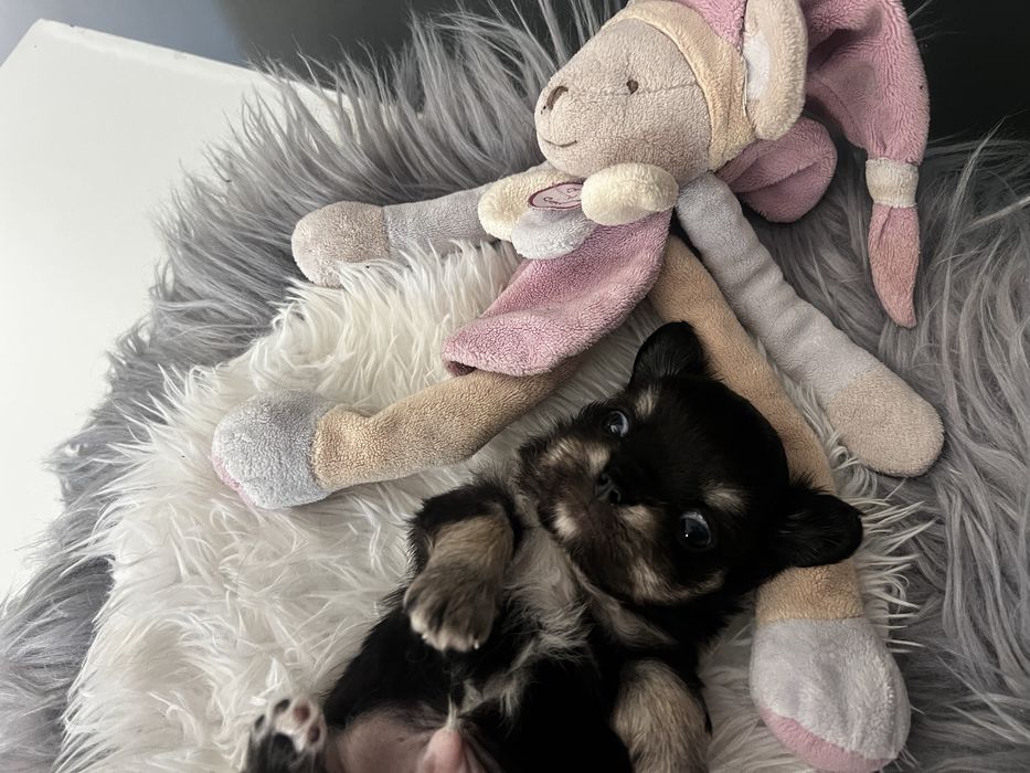 Black Prince Chi Love