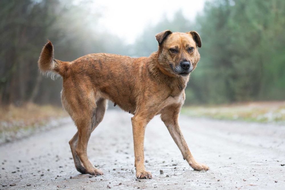 Piękna jasna sunia Sella szuka aktywnego opiekuna na zawsze