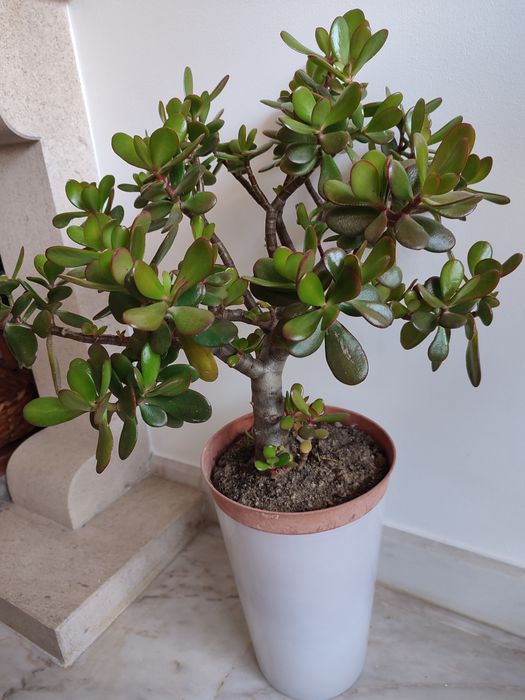 Planta Jade estilo bonsai