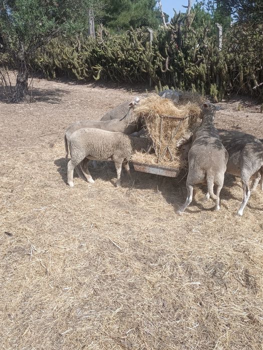 Borregas para venda