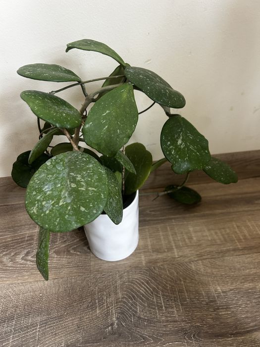 Хойя хоя hoya obovata splash star dust montana tricolor: 450 грн