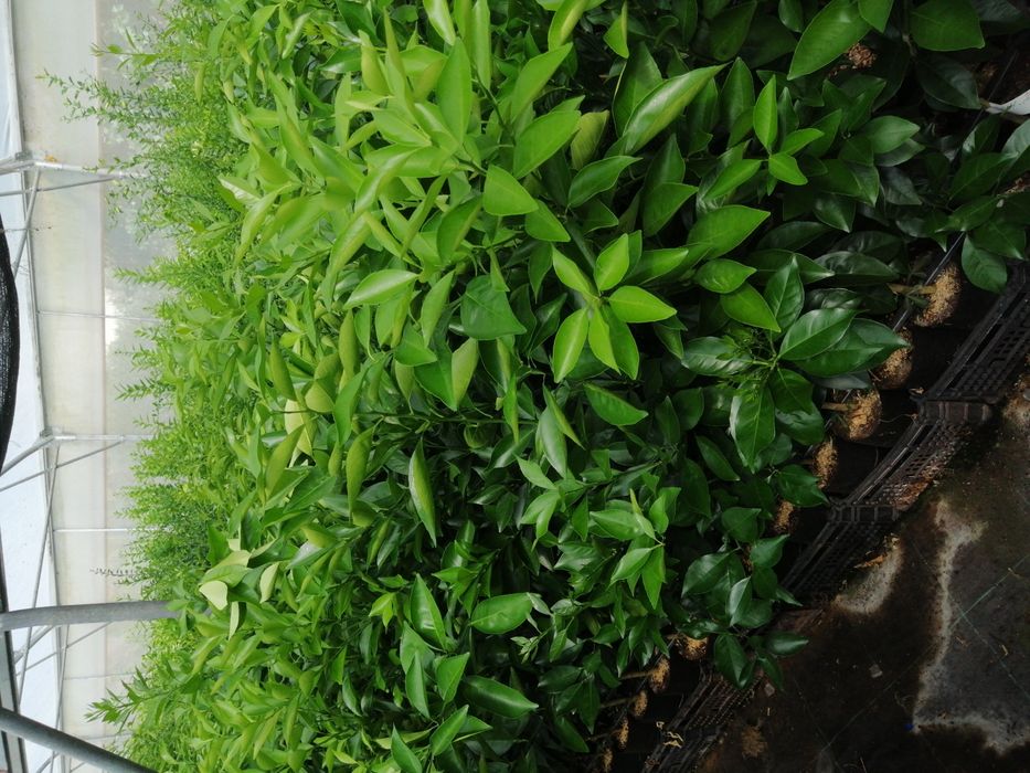 Citrinos raros enxertados e certificados