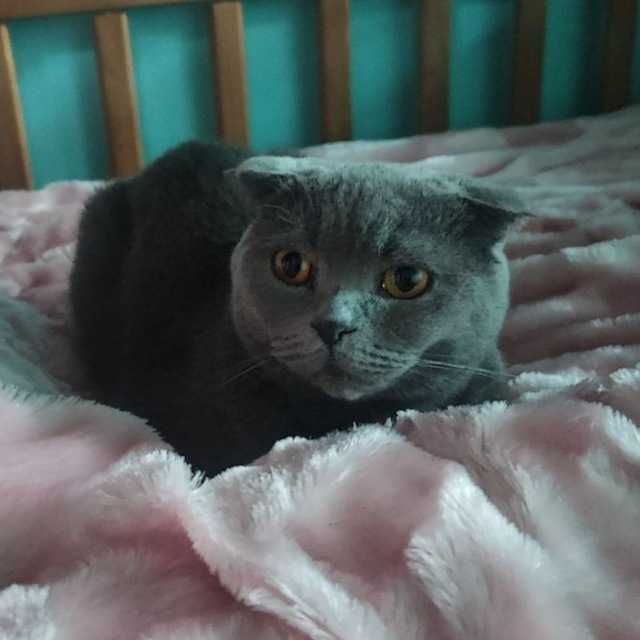 Вязка британской кошечки