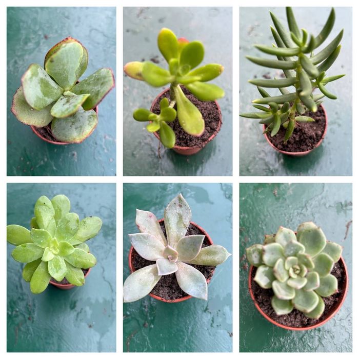 Suculentas com raizes 0,25€